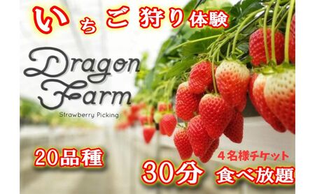 いちご狩り チケット フルーツ狩り 体験 いちご狩り【4名用】