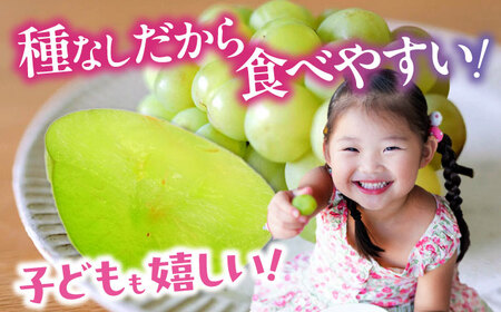 【先行予約】【2025年8月下旬から順次発送】瀬戸ジャイアンツ 2kg（4から6房）愛媛県大洲市/有限会社ふじブドウ園[AGDB003]