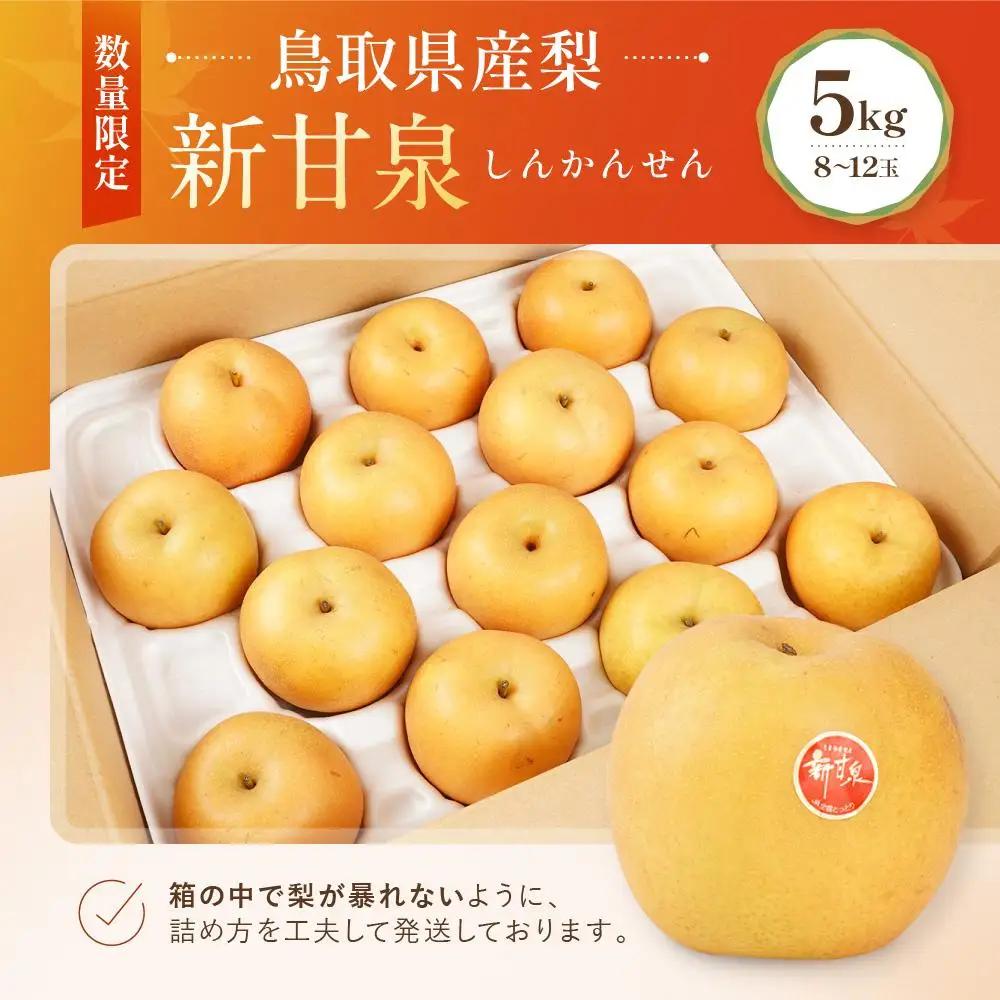 新甘泉 5kg 8～12玉 先行予約 数量限定 鳥取県産 梨  梨