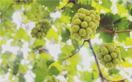 岡山県産 シャインマスカット 家庭用 約10kg マスカット ぶどう ブドウ 葡萄 果物 フルーツ 岡山県 倉敷市【2025年9月上旬～9月下旬発送予定】