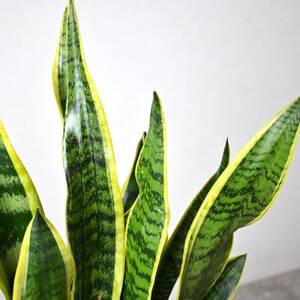 観葉植物 サンスベリア・ローレンティー6号鉢 ラスターポット(白)鉢カバー付き【配送不可地域：離島・沖縄県】【1707571】