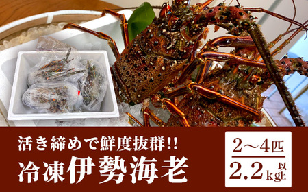 枕崎港水揚げ!　活〆冷凍 【伊勢海老】 2～4匹 計約2.2kg E0-14_魚介・海産物 伊勢海老 エビ いせえび 伊勢エビ_【配送不可地域：離島】【1470872】