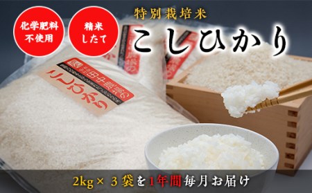 Y005 《新米予約受付開始！》 令和8年産 “土づくりの恵み” つやっつやの特別栽培米お届け  12ヶ月コース