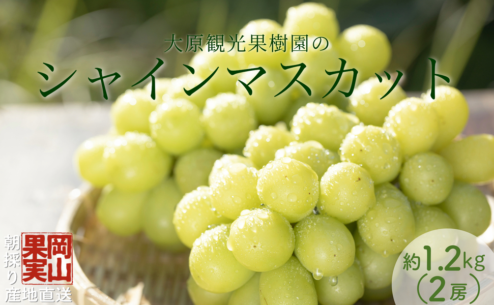 【2025年先行予約】［大原観光果樹園］シャインマスカット 2房（約1.2kg）【026-a014】