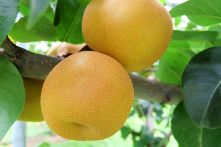 新甘泉3kg箱(鳥取県大山町産梨)【梨  新甘泉 先行予約 季節限定 赤梨 3kg 8玉～12玉 なし 二十世紀 期間限定 果物 フルーツ くだもの  数量限定】