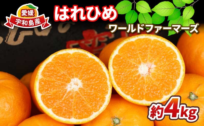 
            みかん はれひめ 4kg ワールドファーマーズ 瀬戸の晴れ姫 晴姫 harehime 蜜柑 mikan 吉田みかん 愛媛みかん 愛媛ミカン 愛媛蜜柑 愛媛県産みかん 果物 くだもの 柑橘 フルーツ 希少 品種 数量限定 産地直送 農家直送 国産 愛媛 宇和島 B012-024005
          