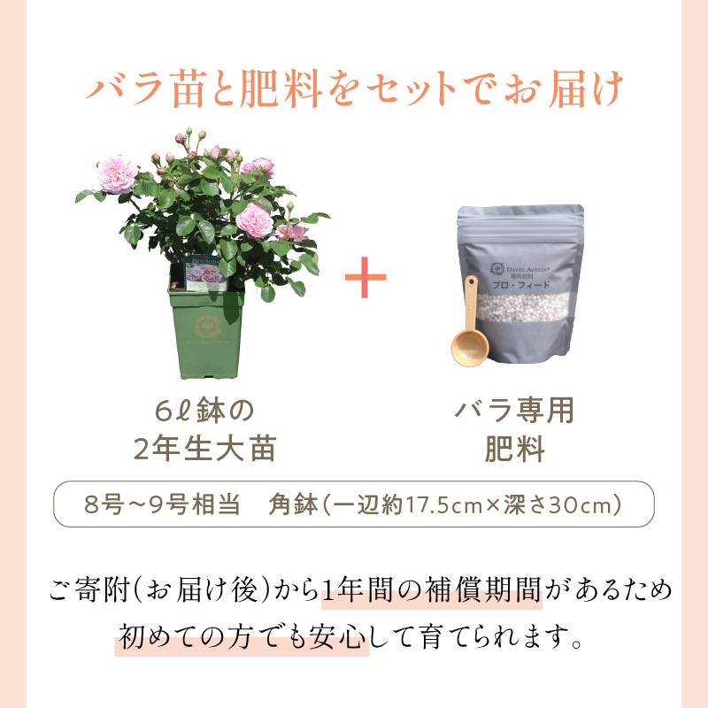 【イングリッシュローズ】デビッド・オースチン ジュード・ジ・オブスキュア6L鉢苗（バラ専用肥料付）【025D-029】