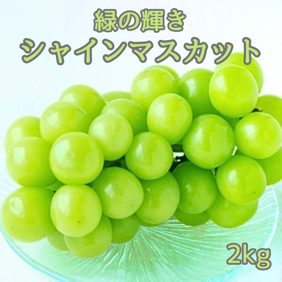 【ふるさと納税】ぶどう シャインマスカット【南信州高森産】緑の輝きシャインマスカット2kg 長野県 信州 農家直送 果物 くだもの ぶどう 旬のぶどう シャイン【配送不可地域：離島】