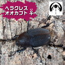 【ふるさと納税】昆虫の王様 ヘラクレスオオカブトのメス ♀ カブトムシ 大型 ブリード Manoa系[Q1883]