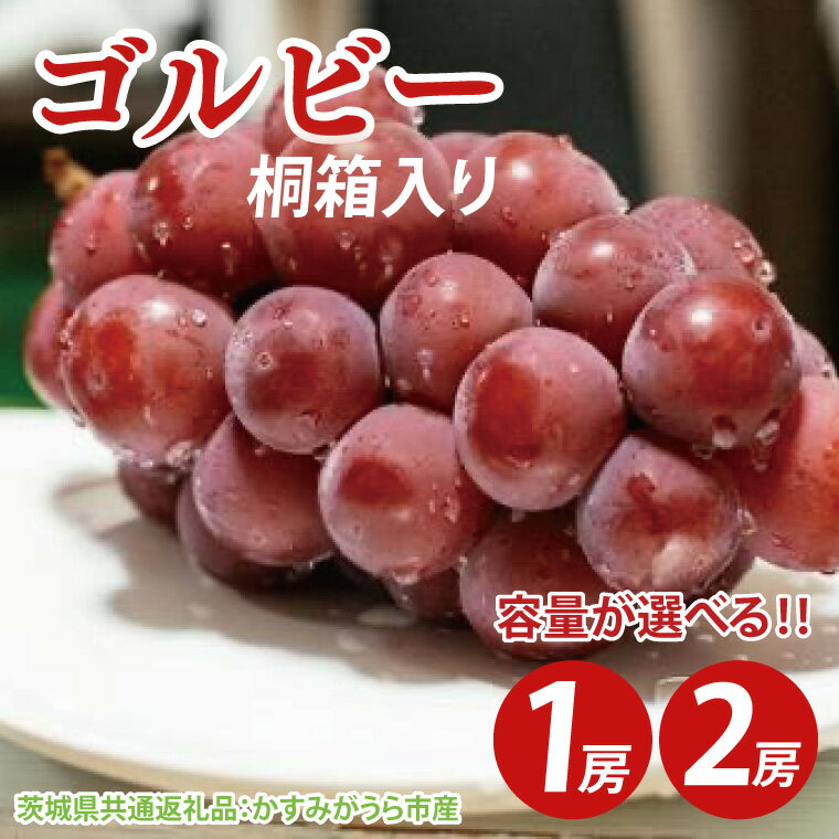 【ふるさと納税】【選べる内容量】【先行予約】ゴルビー 桐箱入り1房or2房（茨城県共通返礼品：かすみがうら市産）　※2025年9月初旬～2025年10月下旬頃に順次発送予定（CD043）