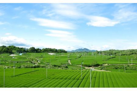 金印一番茶 200ｇ×３袋セット 計６００ｇ（ 深蒸し掛川茶 ブレンド ) きみくら 5892