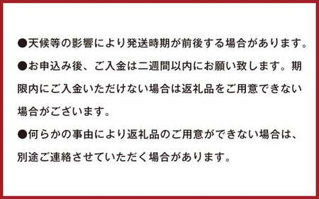 潮風をたっぷり受けた濃厚不知火 6～8玉 （ 約2kg ） 【2025年2月下旬～3月上旬迄発送予定】 デコポン みかん 柑橘 果物 フルーツ 熊本