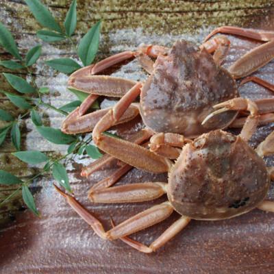 ふるさと納税 若桜町 【活き】訳あり足折れ日本海産親ガニ(セコガニ)　6枚