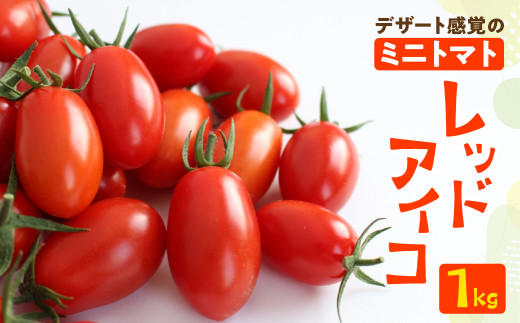 予約受付 ≪期間限定≫（2025年7月中旬頃から順次発送） 産地直送！飛騨下呂のレッドアイコ 1kg ミニトマト 夏季限定 限定 飛騨 下呂 あいこ とまと トマト アイコ  アイコトマト 新鮮 国産 野菜 下呂