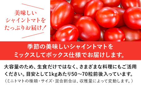 シャイントマト 500g シャイントマトファーム《1月中旬-6月中旬頃出荷》岡山県 笠岡市 送料無料 トマト 野菜 ミニトマト