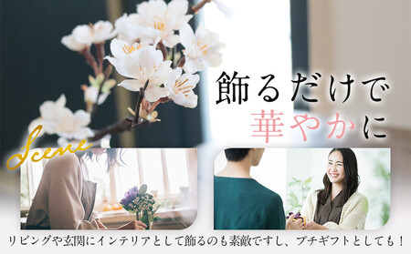 新春　淡雪桜　さくら　魔法の水　マジカルウォーター『淡雪』