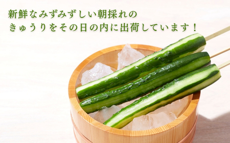 きゅうり 2kg(20本以上) きゅうり 野菜 | 石川県 小松市 JAあぐり