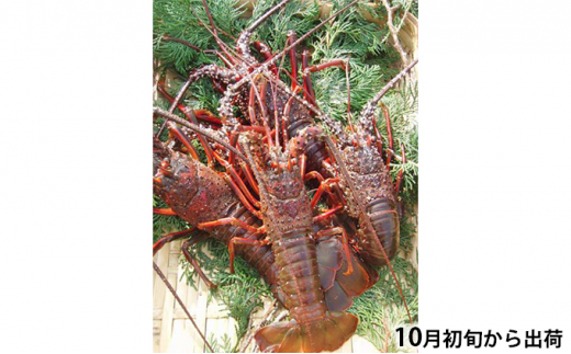 
            漁師直送　新鮮！朝獲れ活伊勢海老1kg【出荷：10月上旬～12月中旬】 伊勢エビ 冷蔵 [№5227-0147]
          