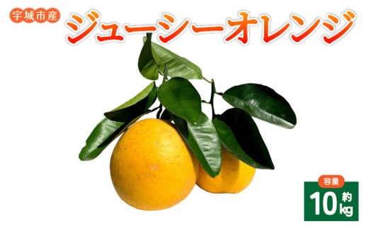 
                  みかん ジューシーオレンジ 約10kg 20玉前後 【吉良果樹園】【2026年5月上旬から8月下旬順次発送】宇城市産 
                
