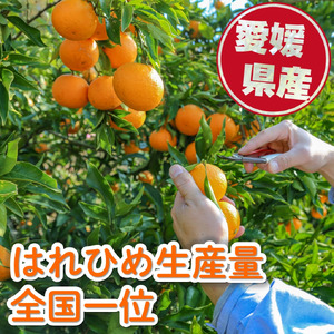 訳あり はれひめ 約5kg (40-50個程度) 【2026年12月頃発送】【MCF021】