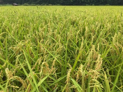 令和7年産 にいみ源流米「コシヒカリ」5kg（5kg×1袋）