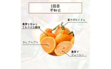 【全3回定期便】柑橘定期便【tkb606】