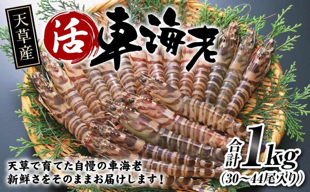 【配送指定日必須】天草産 活車海老 1000g（30〜44尾入り）【発送期間2025年11月5日から2026年3月31日】活き海老 刺身 車エビ えび 活き車海老 車えび