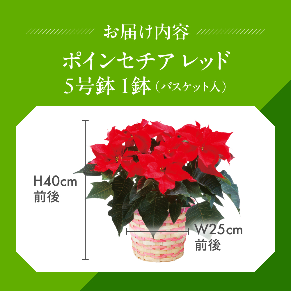 ポインセチア レッド 観葉植物 植物 5号鉢 人気 おしゃれ かわいい お手入れ 室内 大鉢 中型 インテリア リビング 玄関 寝室 キッチン オフィス プレゼント ギフト 冬 クリスマス フラワーギ