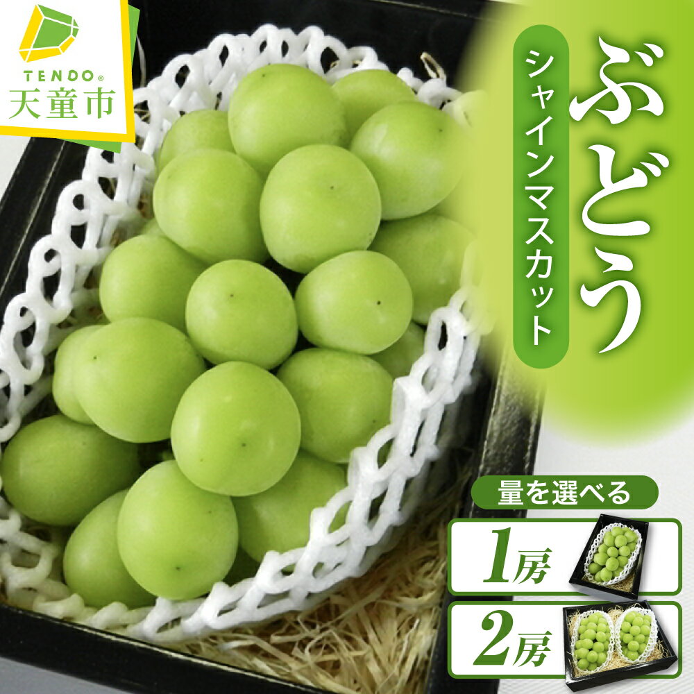 【ふるさと納税】ぶどう ( シャインマスカット ) 選べる 1房 / 2房 令和8年産 先行予約 2026年 山形県産 葡萄 果物 フルーツ 葡萄 のし 贈答 ギフト プレゼント おすそ分け 秋 旬 期間限定 冷蔵便 送料無料 産地直送 お取り寄せ【 山形県 天童市 】