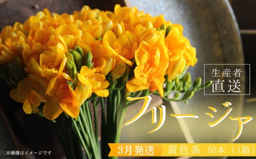 【先行予約 / 2027年3月発送】香り華やぐ フリージア 黄色 50本 生産者直送 直送 生花 切り花 花 はな 春 先行予約 予約 茨城県 利根町