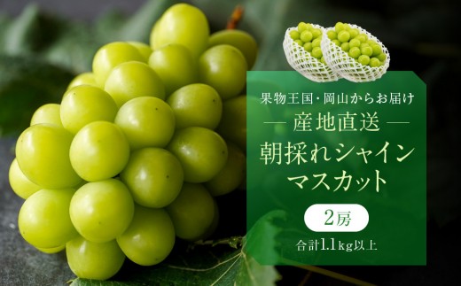 
                  厳選 シャインマスカット 2房 合計1.1kg以上 産地直送 朝採れ ぶどう 葡萄 Kawahara Green Farm 岡山県産 2026年
                