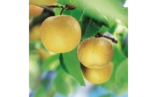 会津美里産　和梨（幸水）5kg　※2025年8月下旬～9月中旬頃に順次発送予定