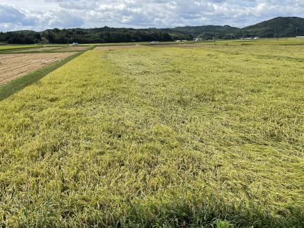 令和6年産　食味コンテスト受賞者の作るお米シリーズ「ミルキークイーン白米5kg」_【11月から3月発送】_S137