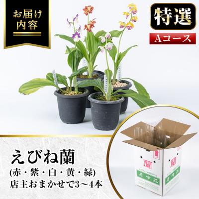 ふるさと納税 いちき串木野市 【個数限定】寿峰苑特選えびね蘭　店主おすすめ標準Aコース |  | 03