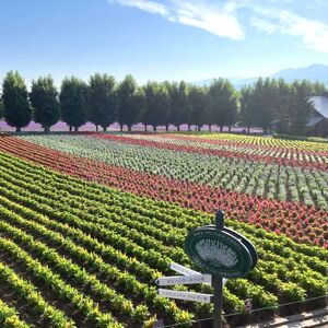 【セット】【ファーム富田】ラベンダーオイルミストミニ・詰替セット【BB-026】