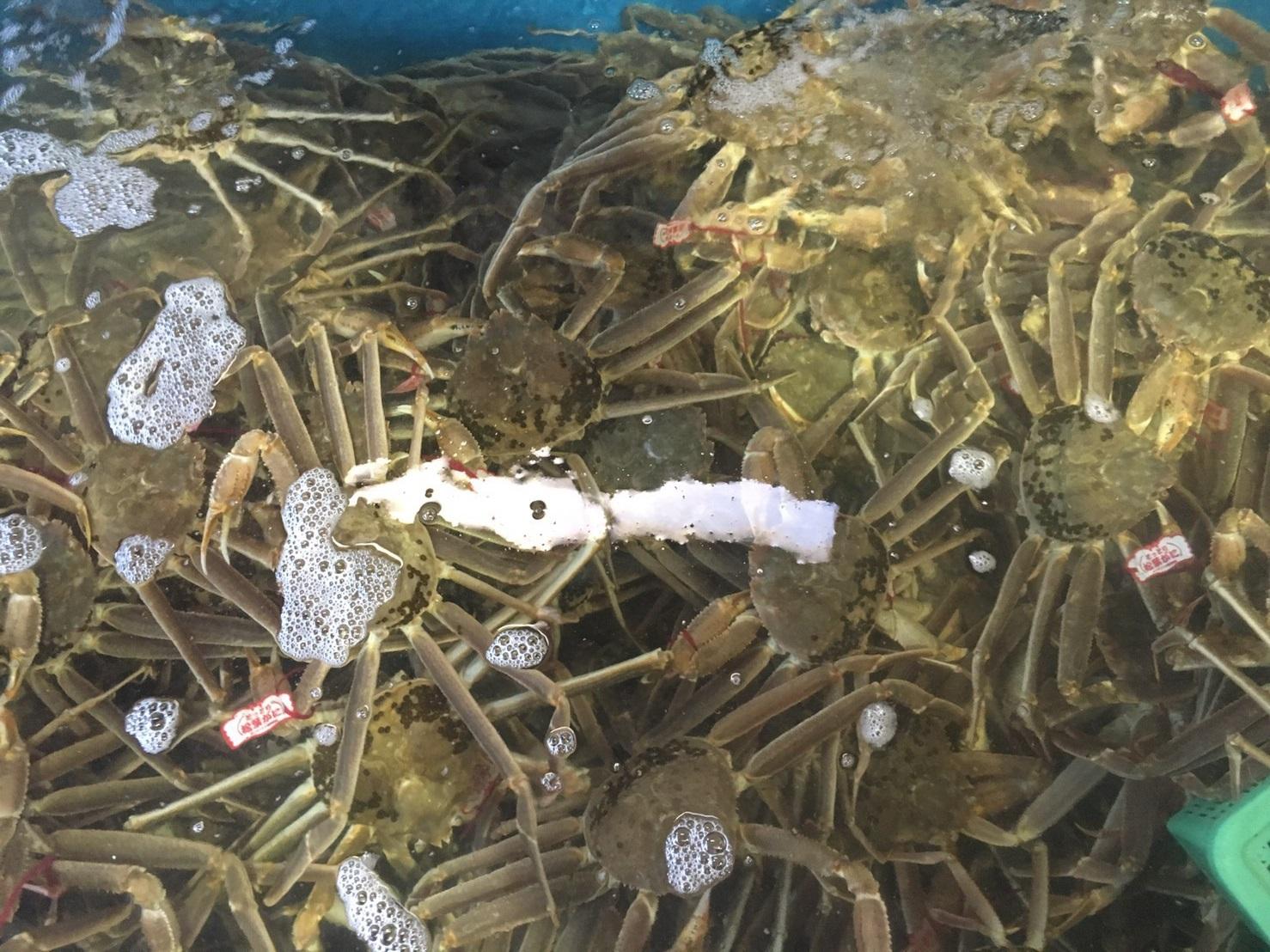 【魚倉】タグ付き生松葉ガニ(中６５０ｇ)