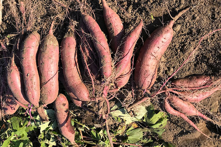 【京阪百貨店厳選】茨城県産べにはるか 5kg（新物）[サイズ無選別品] 芋 さつま芋 サツマイモ さつまいも B18-003