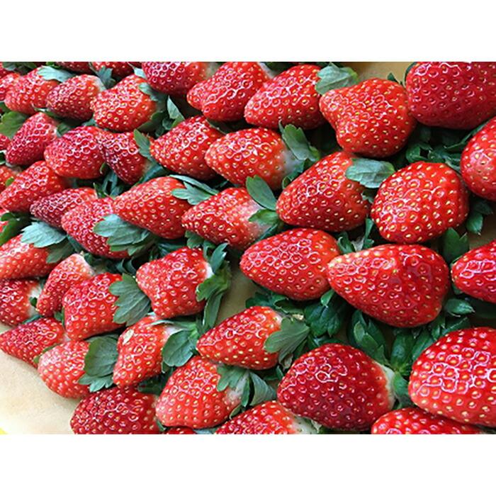 【ふるさと納税】【2025年12月下旬～発送】「甘みと酸味の競演 谷中農園のとちおとめ」いちご【約270g×4パック】| 果物 フルーツ いちご 栃木 ブランド 栃木県【フルーツ 果物 くだもの 食品 人気 おすすめ 】 | 苺 とちおとめ フルーツ 期間限定 数量限定 栃木県 栃木市