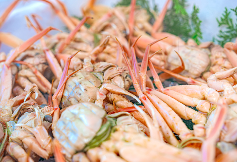 【活き】訳あり足折れご自宅用　日本海産親ガニ（セコガ二） 10枚