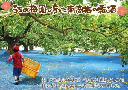 自家農園産 完熟南高梅梅酒 2種 A-031a
