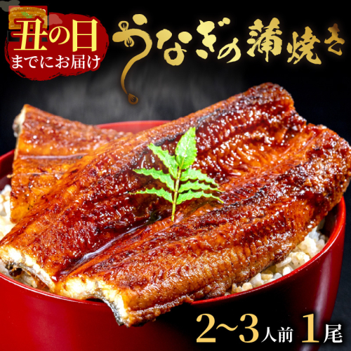 【土用の丑の日までに届く！】うなぎの蒲焼き2～3人前(1尾) 鰻 蒲焼 かばやき タレ鰻 国産 惣菜 京都 ギフト 贈り物 国産うなぎ 炭火焼 ふっくら 夏バテ防止 うな丼 うな重 鰻重 お茶漬け 山椒