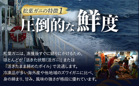 【先行予約】【魚倉】訳あり ボイル 松葉ガニ ２枚セット カニ かに 蟹