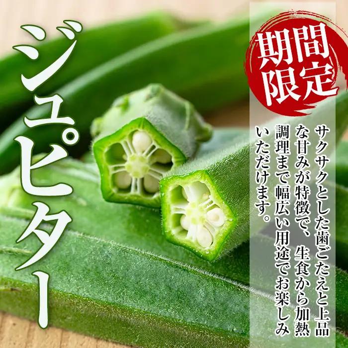 いずみ産 オクラ 2種 食べ比べ 1.2kg 【イーサイドライン】 i1217-B