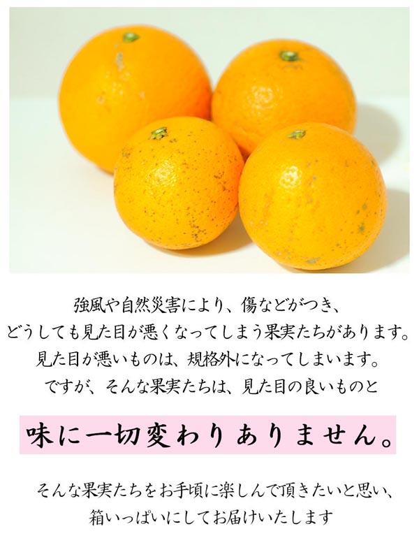 清見オレンジ10kg（大小混合）《ご家庭用》ちょっと訳あり　和歌山県より農園直送！まごころ産直みかん【北海道・沖縄県・一部離島 配送不可】訳アリ　わけあり　みかん　きよみ　清見タンゴール　清美