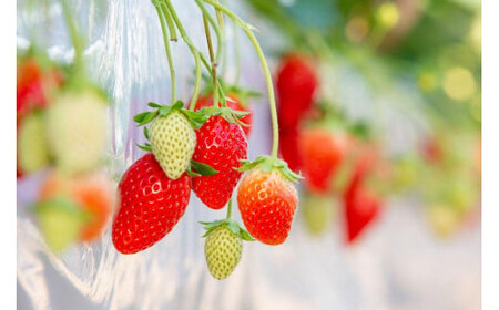 かとういちご園のやよいひめデラックスパック　1パック入り※沖縄・離島への配送不可 ※2026年1月下旬～3月下旬頃に順次発送予定