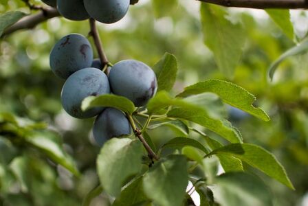 【先行受付：2026年発送】信州産 品種おまかせ旬の生プルーン 約2kg（500g×4パック）