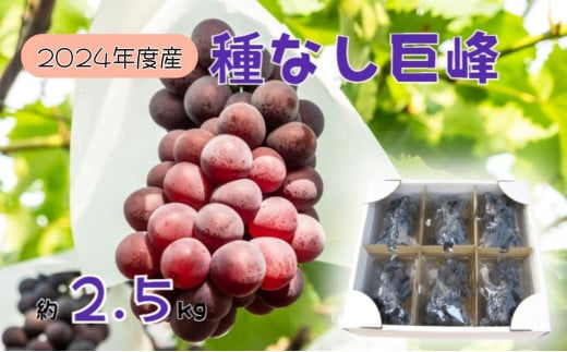 【2026年先行予約】訳あり 種なし巨峰バラ房・バラ粒パック約2.5kg 果物類 ぶどう フルーツ