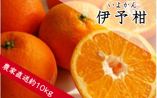 359.伊予柑（約10㎏）(A359-1)
