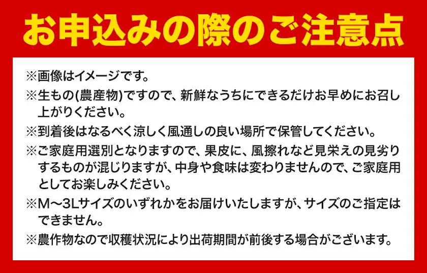 オレンジ ご家庭用 清見オレンジ約5kg
