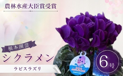 【2026年 先行予約】シクラメン ラピスラズリ 6号鉢 | 花 お花 ガーデンシクラメン ブルー 青 紺青色 6号 花ギフト フラワーギフト 鉢花 鉢植え ギフト プレゼント 贈答 農林水産大臣賞受賞 根本園芸 シクラメン aj007-ab